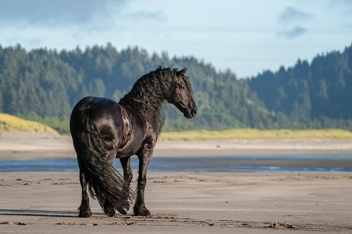 A Friesian horse on a beach