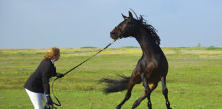 A horse acting up and rearing on the line