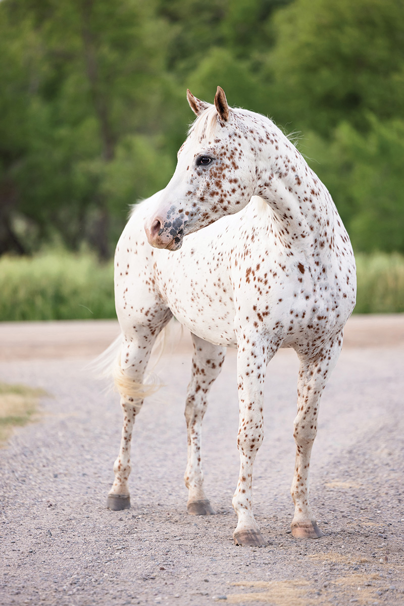 A leopard spotted horse
