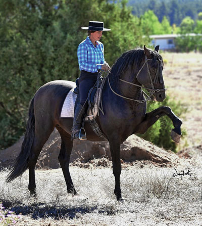 Andalusian stallion with rider.