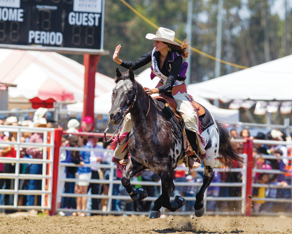 A rodeo queen galloping an Appaloosa