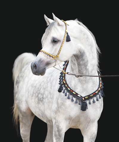 Breed - Arabian Horse