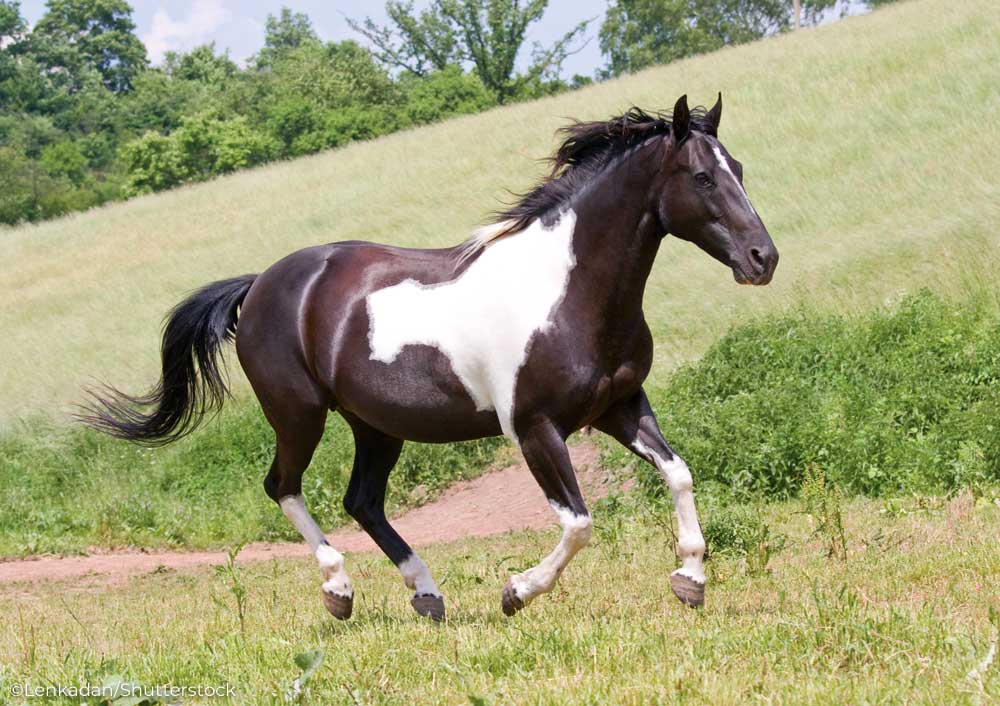 A horse with a black and white pinto coat cantering in a field