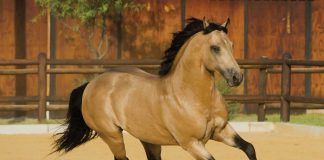 Buckskin horse cantering in a dirt corral