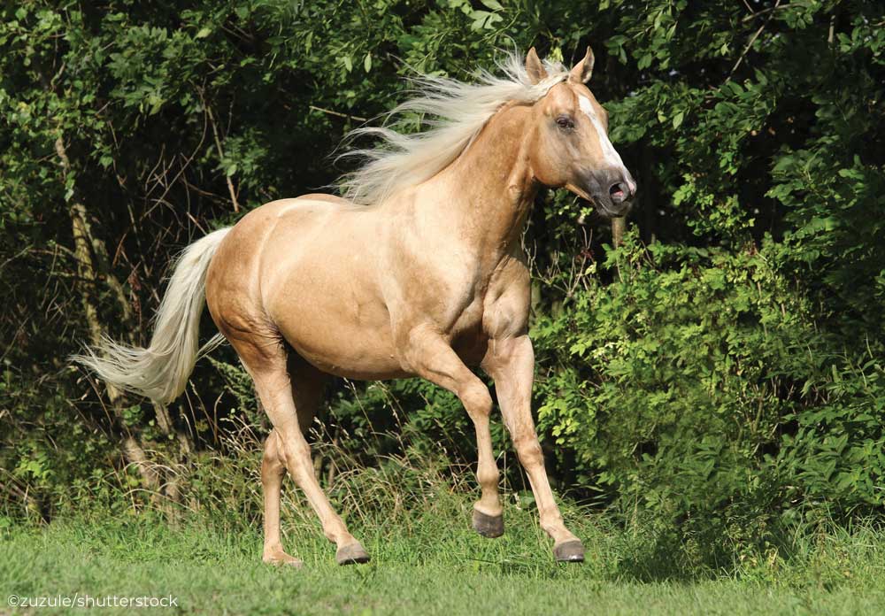 Palomino horse cantering in a field. This is a unique horse coat color.