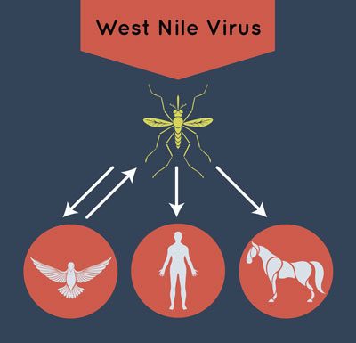 West Nile Virus Spread
